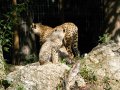 ZOO-Viden 24 srpen 2014 400.JPG